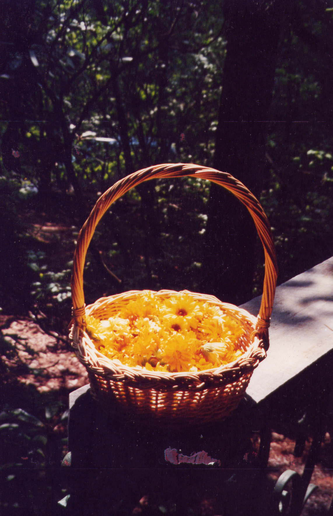 Calendula Basket
